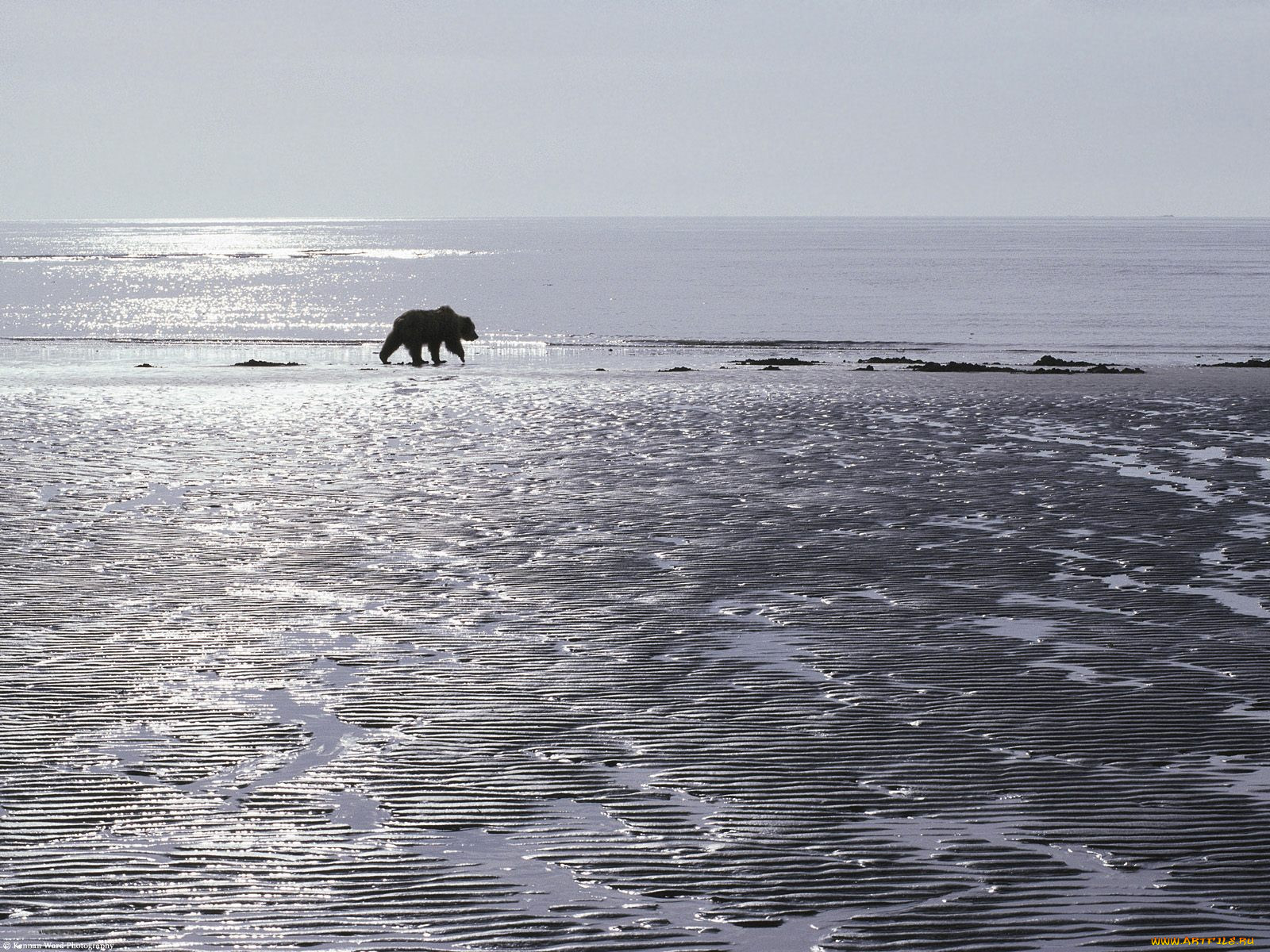 patrolling, the, mud, flats, brown, bear, alaska, , 